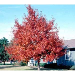 Quercus rubra / Punane tamm ehk põhjatamm